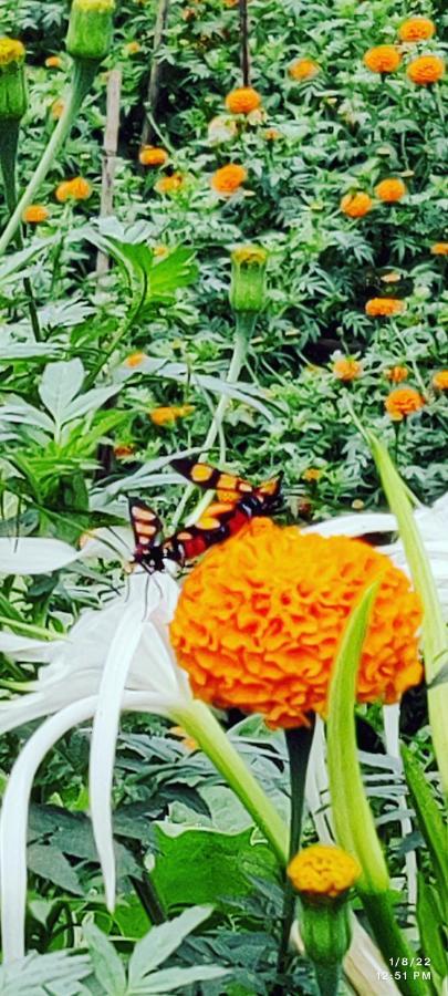 The Royal Ascot Holiday Home Alibag Luaran gambar